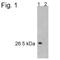 Proteasome Subunit Alpha 5 antibody, NB120-11437, Novus Biologicals, Western Blot image 