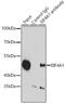 Eukaryotic Translation Initiation Factor 4A1 antibody, GTX54032, GeneTex, Immunoprecipitation image 