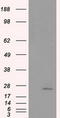 NME/NM23 Nucleoside Diphosphate Kinase 4 antibody, LS-C115178, Lifespan Biosciences, Western Blot image 