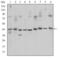 CAMP Responsive Element Binding Protein 1 antibody, GTX60431, GeneTex, Western Blot image 