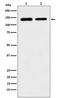 Stromal Antigen 2 antibody, M03624, Boster Biological Technology, Western Blot image 