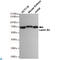 Lamin B2 antibody, LS-C813177, Lifespan Biosciences, Western Blot image 
