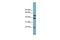 UFM1 Specific Peptidase 2 antibody, GTX44950, GeneTex, Western Blot image 