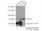 Chloride Voltage-Gated Channel Ka antibody, 14402-1-AP, Proteintech Group, Immunoprecipitation image 