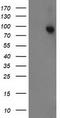 STAT5A antibody, TA502741, Origene, Western Blot image 