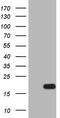 Interleukin 15 antibody, LS-C794142, Lifespan Biosciences, Western Blot image 
