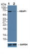 Kelch Like ECH Associated Protein 1 antibody, LS-C373769, Lifespan Biosciences, Western Blot image 