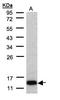 Cytochrome C Oxidase Subunit 6A2 antibody, LS-C185965, Lifespan Biosciences, Western Blot image 