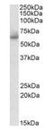 Rh Family C Glycoprotein antibody, orb125046, Biorbyt, Western Blot image 