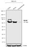 Melanocortin 4 Receptor antibody, 720295, Invitrogen Antibodies, Western Blot image 