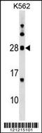 Myelin Oligodendrocyte Glycoprotein antibody, 59-661, ProSci, Western Blot image 