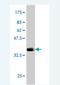 G4S antibody, H00000411-M02, Novus Biologicals, Western Blot image 