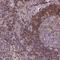 Acyl-CoA Dehydrogenase Family Member 10 antibody, NBP2-49511, Novus Biologicals, Immunohistochemistry frozen image 