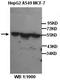 Tubulin Beta 1 Class VI antibody, orb309195, Biorbyt, Western Blot image 