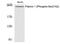 Filamin A antibody, PA5-40239, Invitrogen Antibodies, Western Blot image 