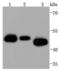 Cell Division Cycle 37 antibody, A02169-1, Boster Biological Technology, Western Blot image 