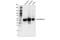 ATPase Na+/K+ Transporting Subunit Beta 1 antibody, 62849S, Cell Signaling Technology, Western Blot image 