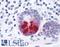 Prostaglandin D2 Receptor antibody, LS-A458, Lifespan Biosciences, Immunohistochemistry frozen image 