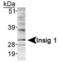 Insulin Induced Gene 1 antibody, TA301693, Origene, Western Blot image 