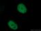 Thymine DNA Glycosylase antibody, 66707-1-Ig, Proteintech Group, Immunofluorescence image 