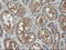 Mitogen-Activated Protein Kinase Kinase 3 antibody, LS-C174466, Lifespan Biosciences, Immunohistochemistry frozen image 