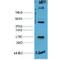 EF-Hand Domain Family Member D1 antibody, LS-C387480, Lifespan Biosciences, Western Blot image 