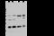 Chromobox 3 antibody, 100766-T34, Sino Biological, Western Blot image 