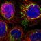 SHMT antibody, HPA020549, Atlas Antibodies, Immunofluorescence image 