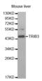 Tribbles Pseudokinase 3 antibody, abx001903, Abbexa, Western Blot image 