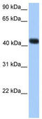Single Stranded DNA Binding Protein 4 antibody, TA345450, Origene, Western Blot image 