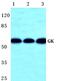 Glycerol kinase antibody, PA5-75517, Invitrogen Antibodies, Western Blot image 