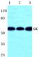 Glycerol Kinase antibody, PA5-75517, Invitrogen Antibodies, Western Blot image 