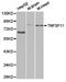 TNF Superfamily Member 11 antibody, TA327378, Origene, Western Blot image 