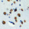 Ring Finger And WD Repeat Domain 3 antibody, LS-C358279, Lifespan Biosciences, Immunohistochemistry frozen image 