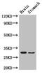 COP9 Signalosome Subunit 7B antibody, CSB-PA872526LA01HU, Cusabio, Western Blot image 