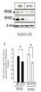 Prokineticin Receptor 1 antibody, NBP2-15201, Novus Biologicals, Western Blot image 