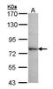 DEAD-Box Helicase 41 antibody, GTX105502, GeneTex, Western Blot image 