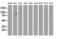 Mitogen-activated protein kinase 12 antibody, LS-C172518, Lifespan Biosciences, Western Blot image 