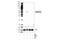 Receptor Interacting Serine/Threonine Kinase 3 antibody, 57220S, Cell Signaling Technology, Western Blot image 