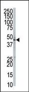 Phosphatidylinositol Glycan Anchor Biosynthesis Class K antibody, PA5-12176, Invitrogen Antibodies, Western Blot image 