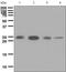 Interferon Gamma antibody, ab133566, Abcam, Western Blot image 