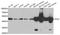 Isocitrate Dehydrogenase (NADP(+)) 2, Mitochondrial antibody, LS-C346272, Lifespan Biosciences, Western Blot image 