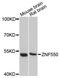 Zinc Finger Protein 550 antibody, LS-C748778, Lifespan Biosciences, Western Blot image 