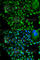 Proteasome 26S Subunit, Non-ATPase 10 antibody, A1949, ABclonal Technology, Immunofluorescence image 