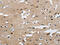Fibroblast Growth Factor 9 antibody, CSB-PA171435, Cusabio, Immunohistochemistry frozen image 