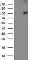 Proteasome 26S Subunit, Non-ATPase 2 antibody, LS-C799374, Lifespan Biosciences, Western Blot image 