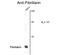 Fibrillarin antibody, GTX82695, GeneTex, Western Blot image 