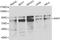 Aryl Hydrocarbon Receptor Nuclear Translocator antibody, LS-C192296, Lifespan Biosciences, Western Blot image 