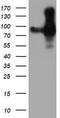 CD31 antibody, TA504842S, Origene, Western Blot image 