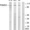 Proteasome 26S Subunit, Non-ATPase 2 antibody, LS-C199499, Lifespan Biosciences, Western Blot image 